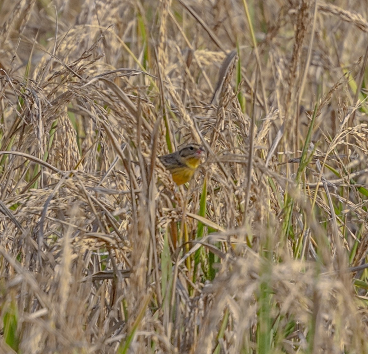 Yellow-breasted Bunting - ML610863614