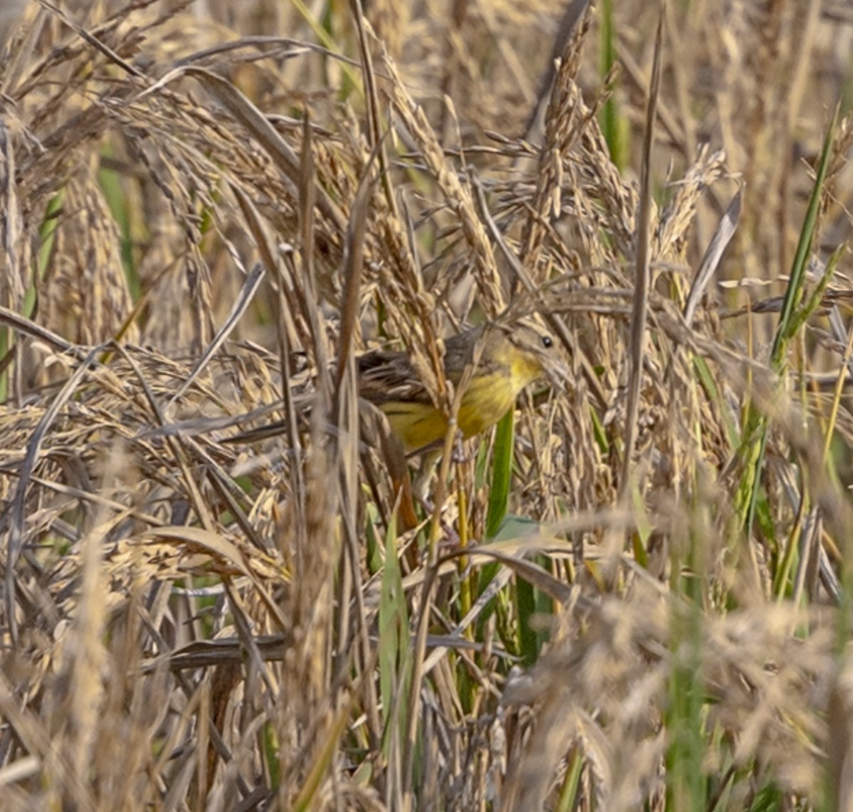 Yellow-breasted Bunting - David Chang