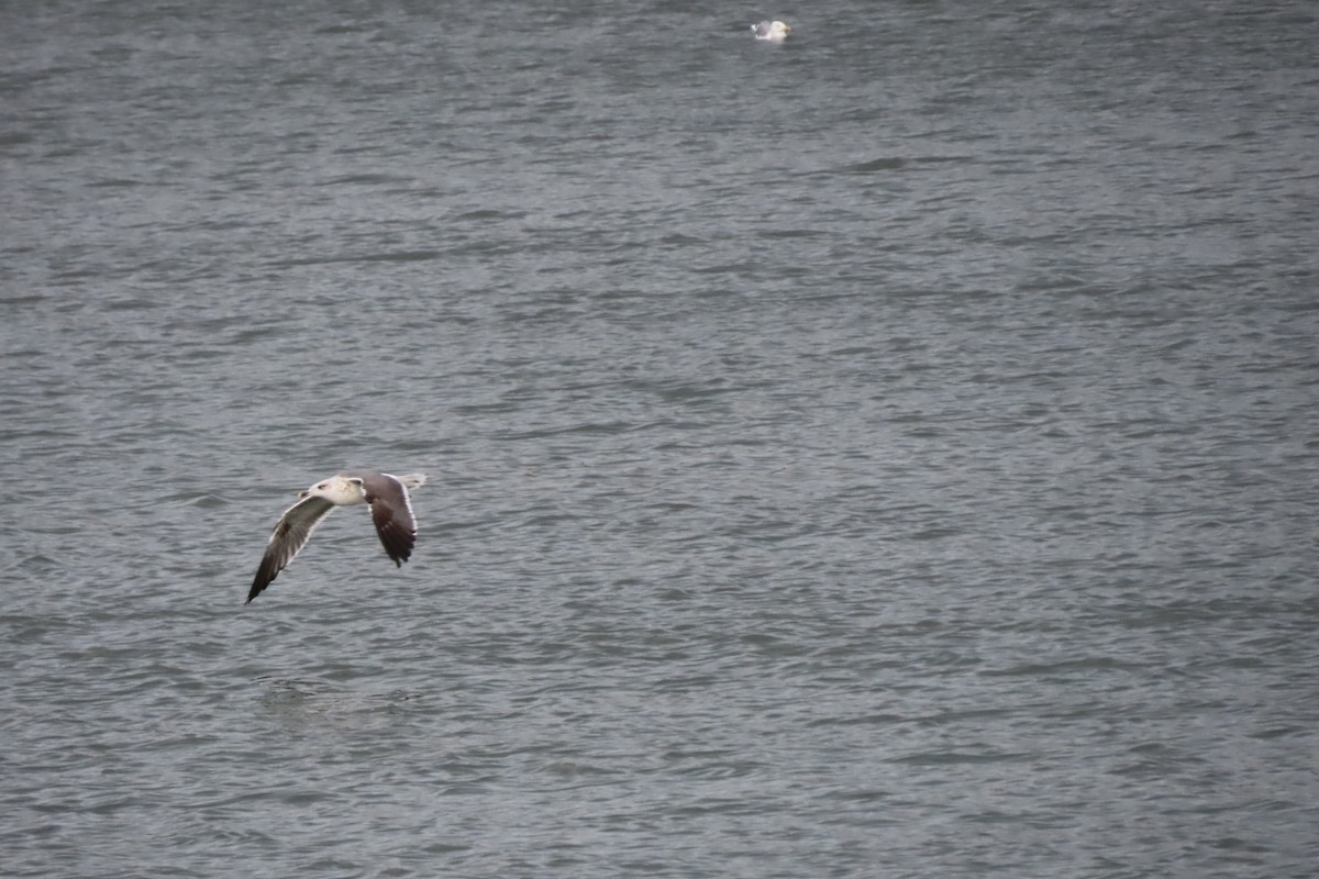 Lesser Black-backed Gull - ML610863649