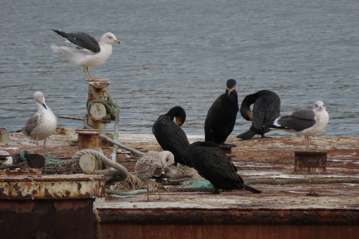 Lesser Black-backed Gull - ML610863653