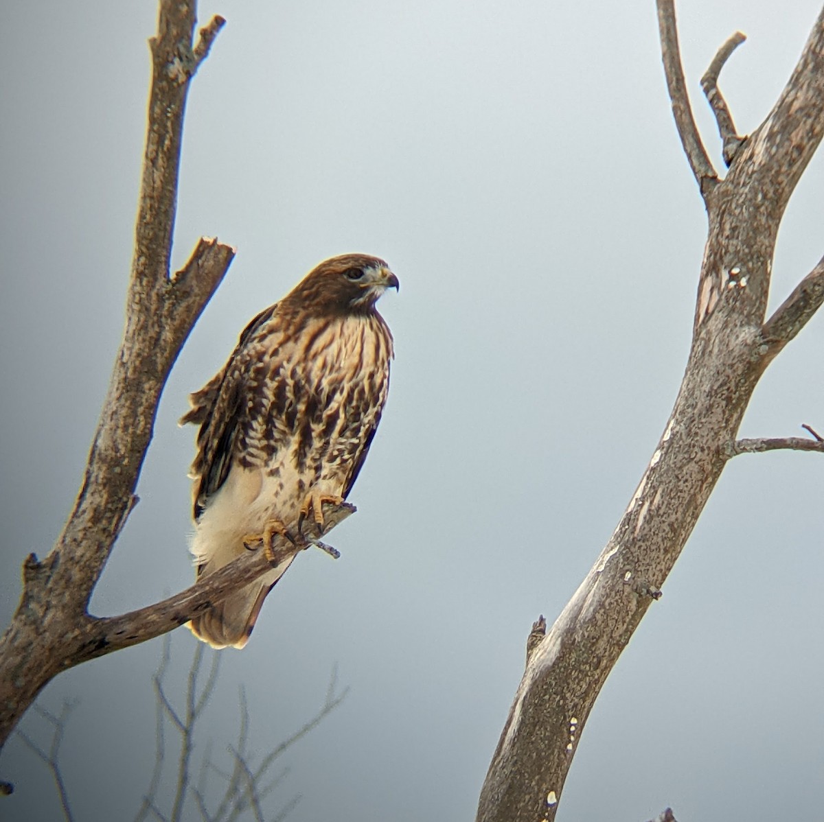 Red-tailed Hawk (abieticola) - ML610863675