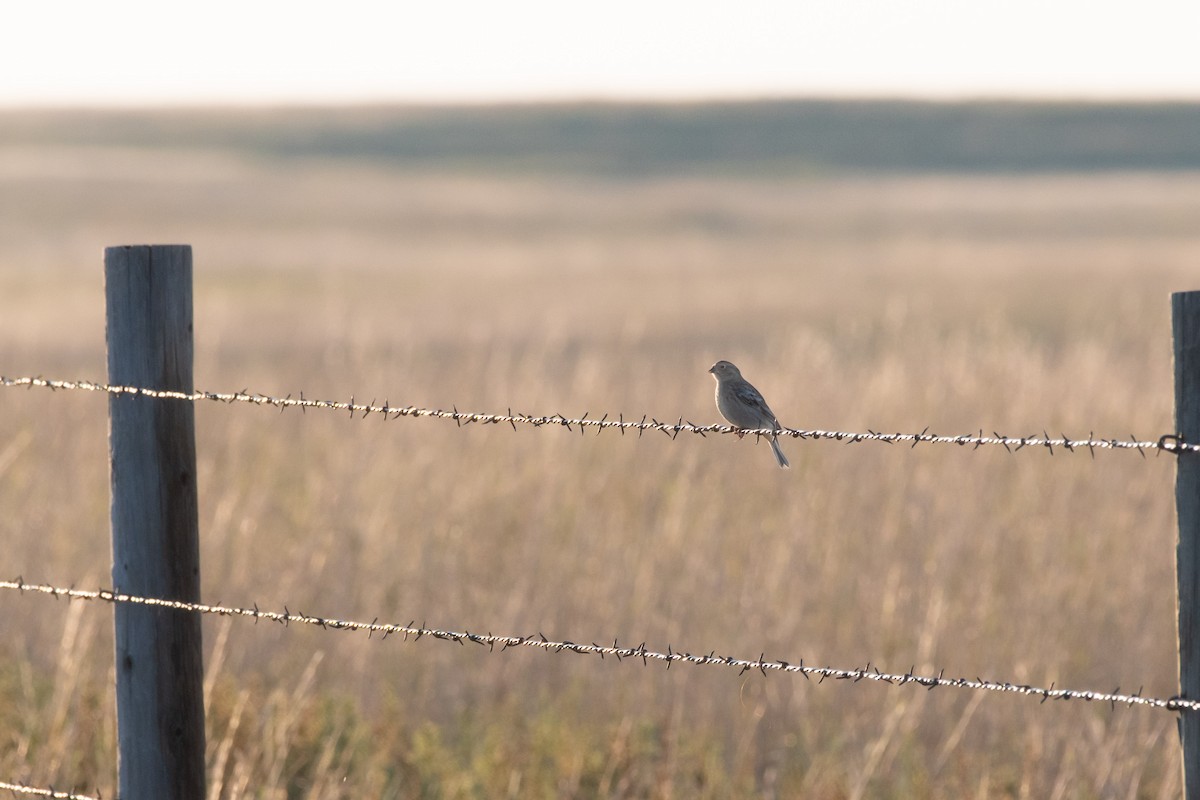 Chestnut-collared Longspur - ML610863695