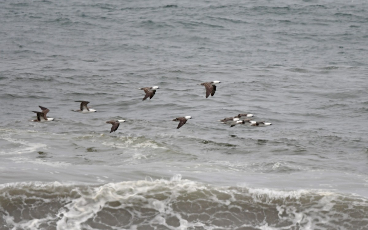 Peruvian Booby - ML610863730