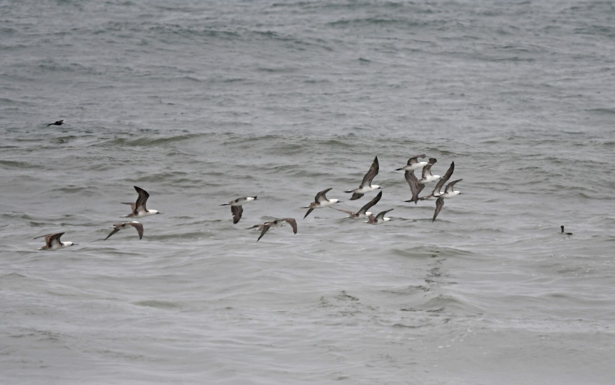 Peruvian Booby - ML610863731