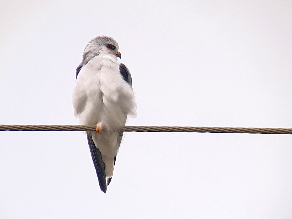 Black-winged Kite - ML610863745