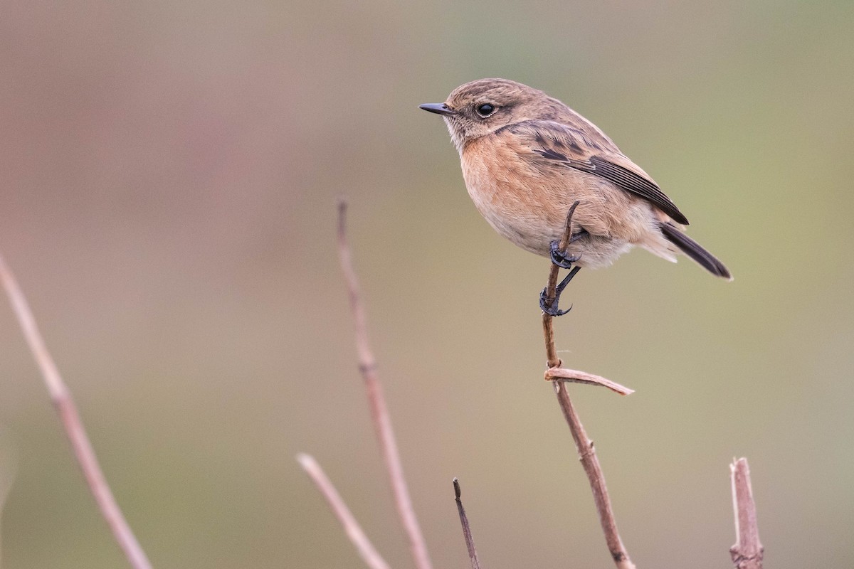 European Stonechat - ML610863773