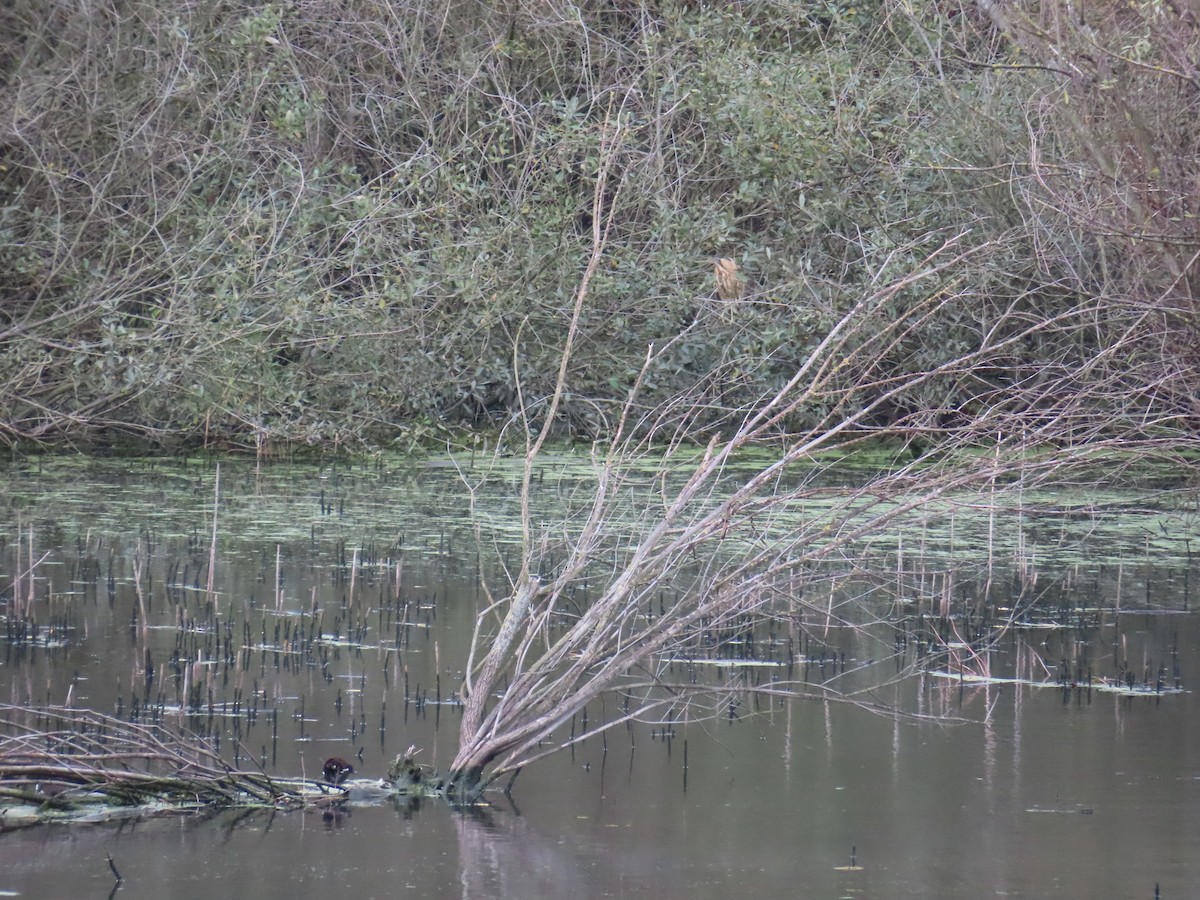 Great Bittern - ML610863858