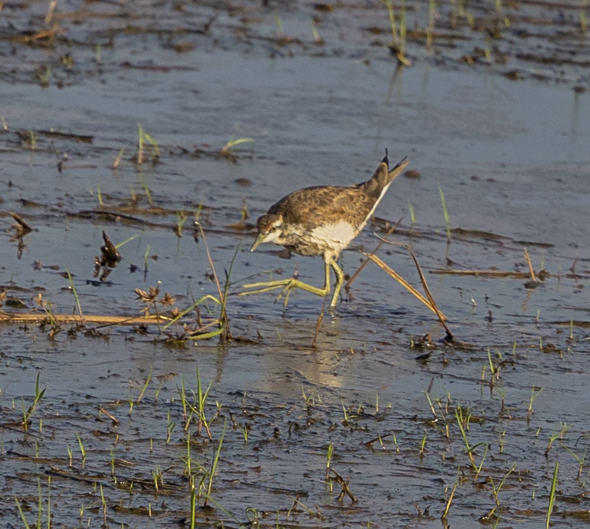 Pheasant-tailed Jacana - ML610863912