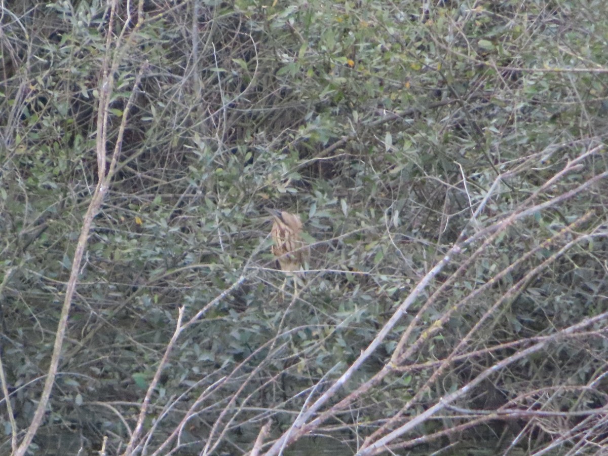 Great Bittern - ML610863932