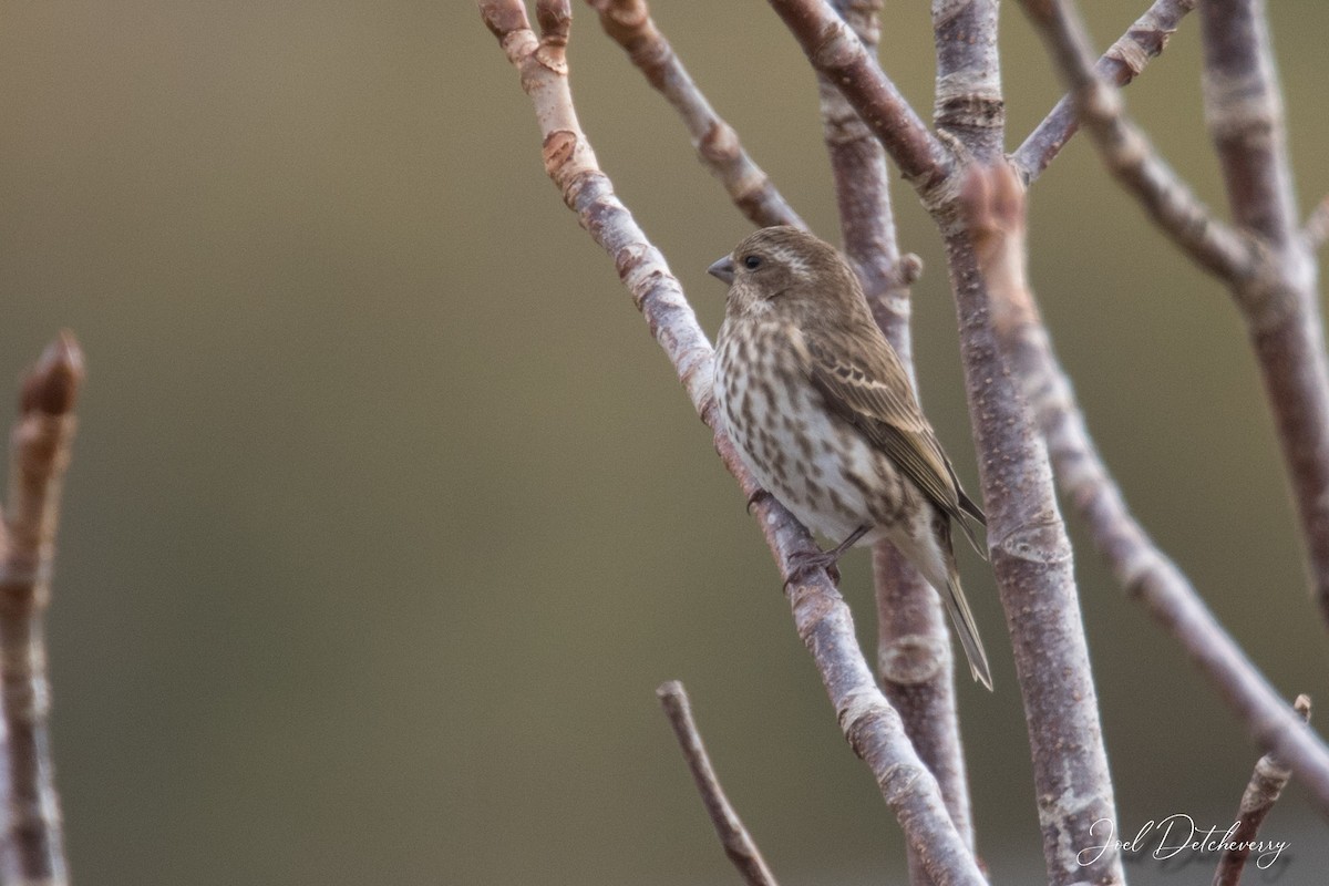 Purple Finch - Detcheverry Joël