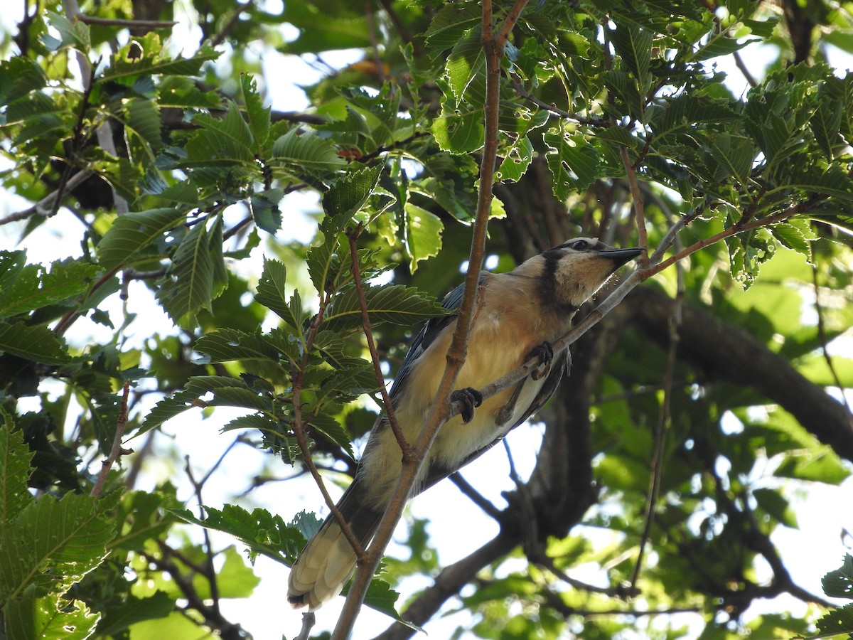 Blue Jay - ML61086411