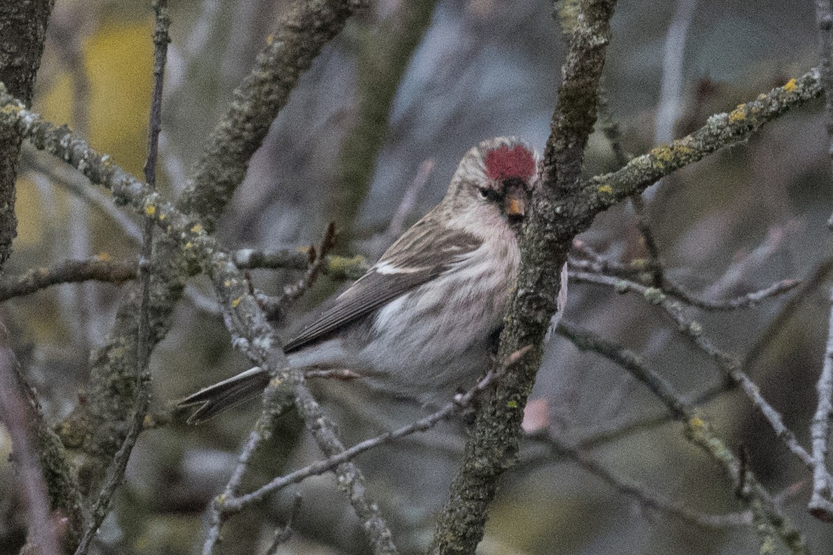 Common Redpoll - Steve Flood