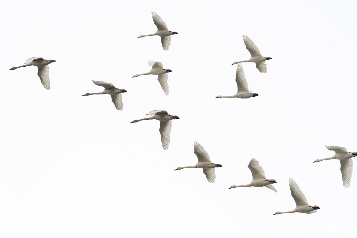 Tundra Swan - ML610864138