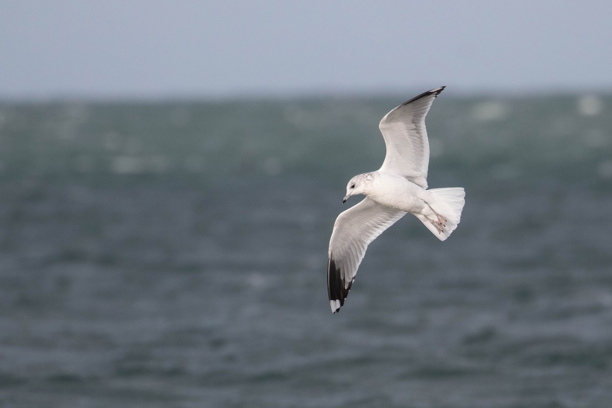 Common Gull - ML610864189