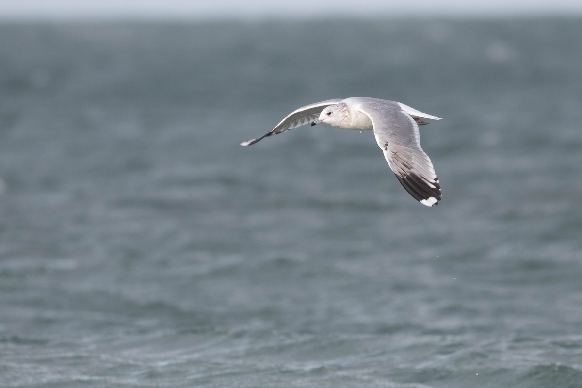 Common Gull - ML610864195