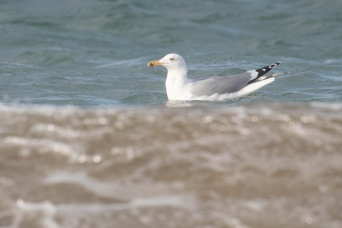 Caspian/Yellow-legged Gull - ML610864206