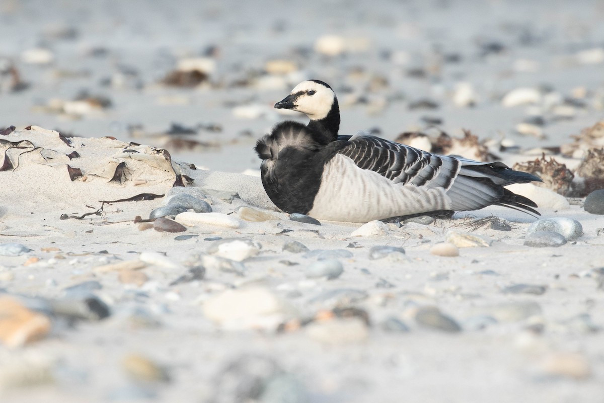 Barnacle Goose - ML610864222