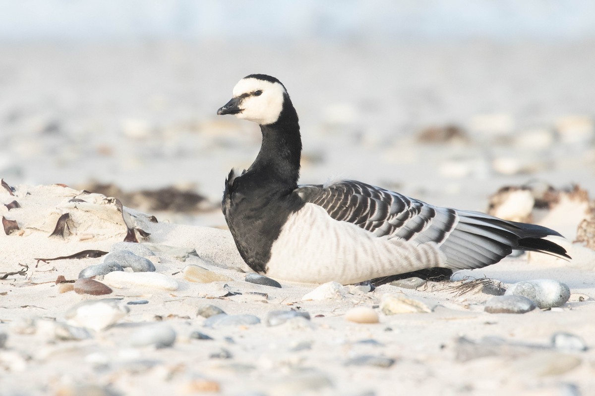 Barnacle Goose - Leo Damrow