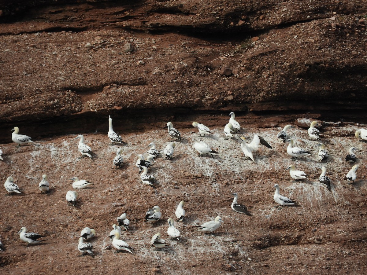 Northern Gannet - ML610864279