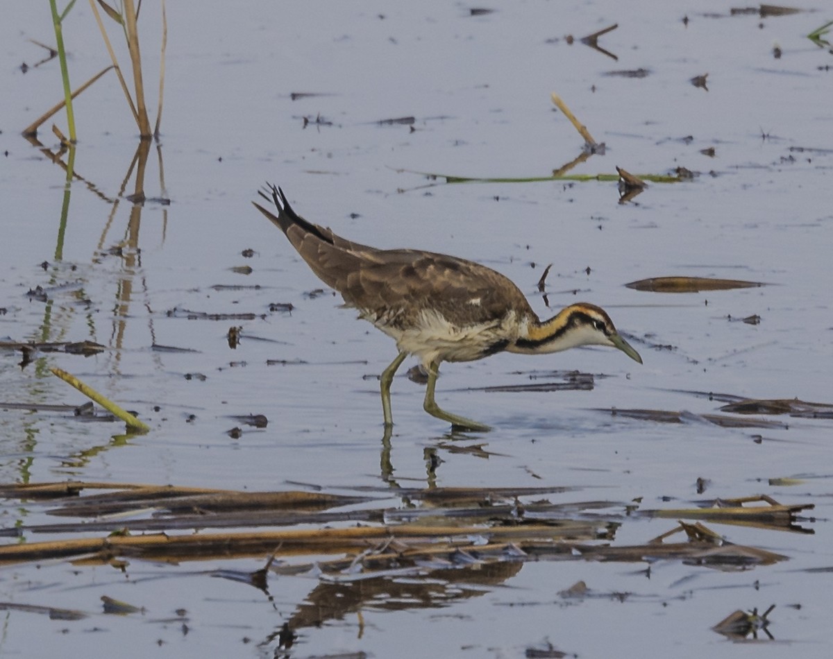 Pheasant-tailed Jacana - ML610864280