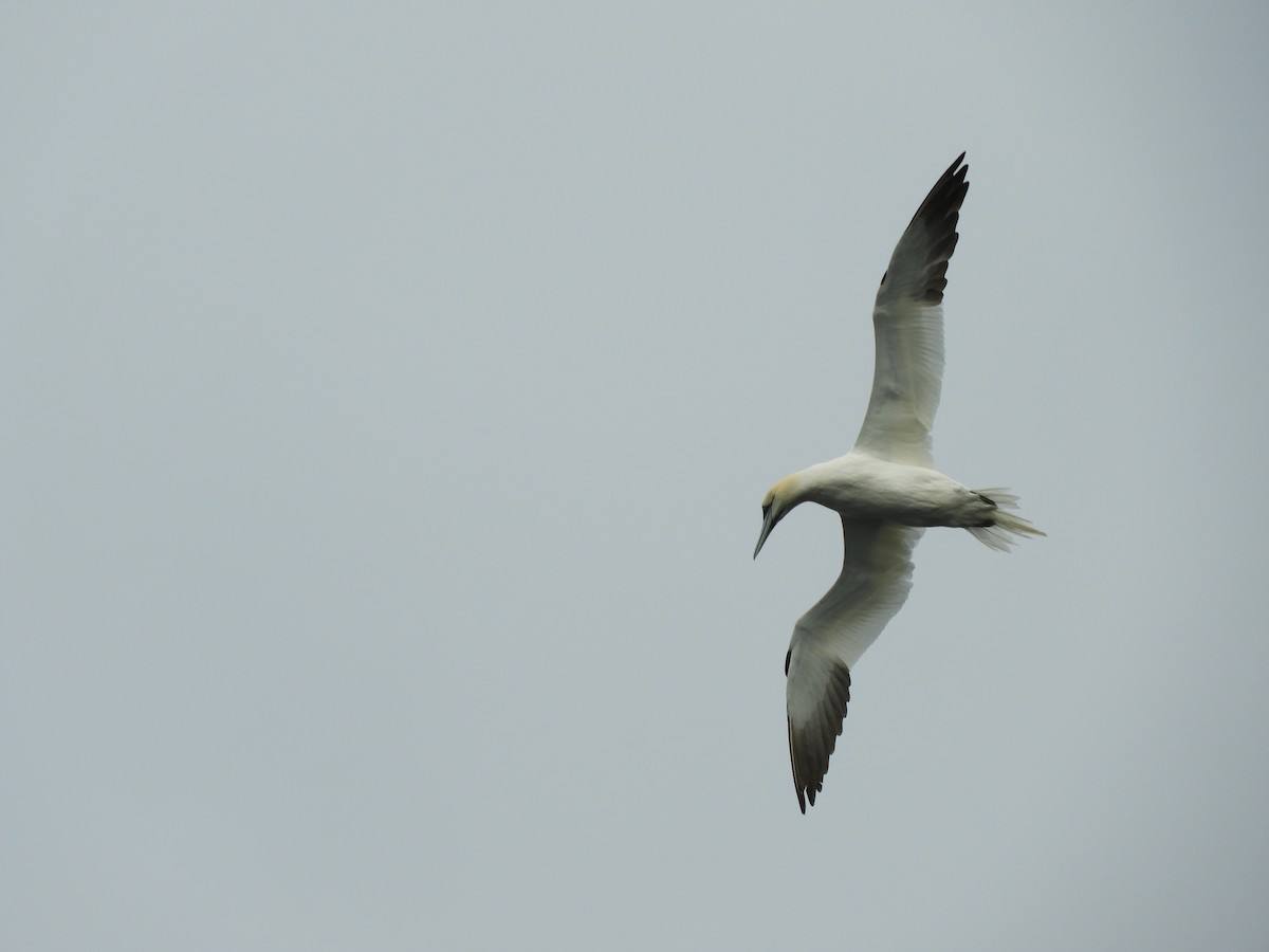 Northern Gannet - ML610864281