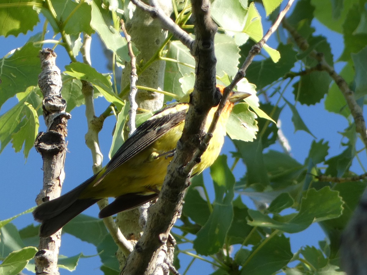Western Tanager - ML610864321