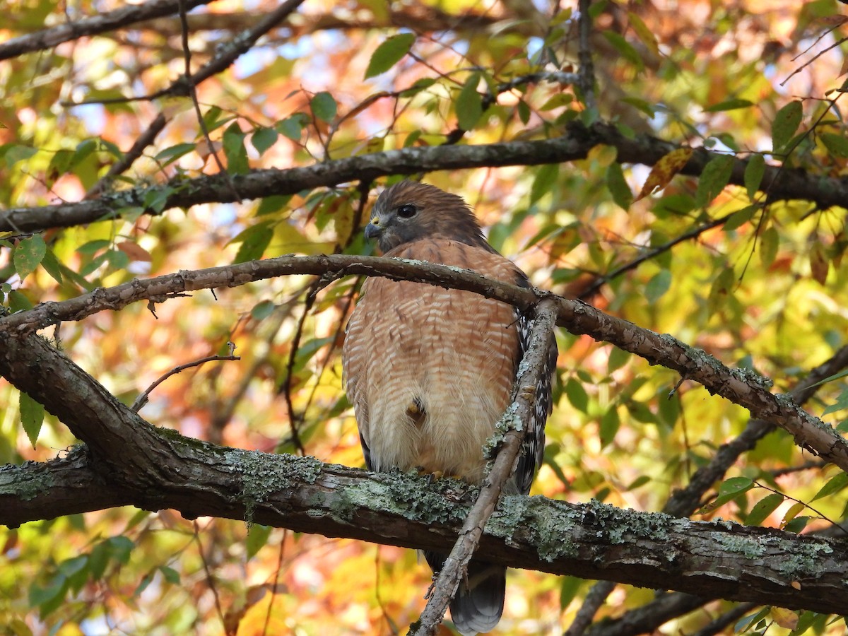 Red-shouldered Hawk - ML610864406