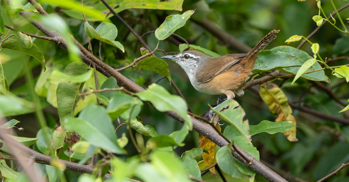 Isthmian Wren - Friedemann Arndt