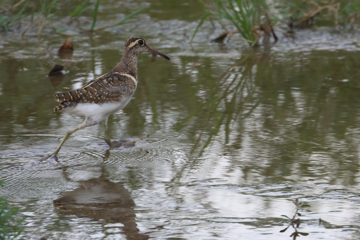 Greater Painted-Snipe - ML610864417
