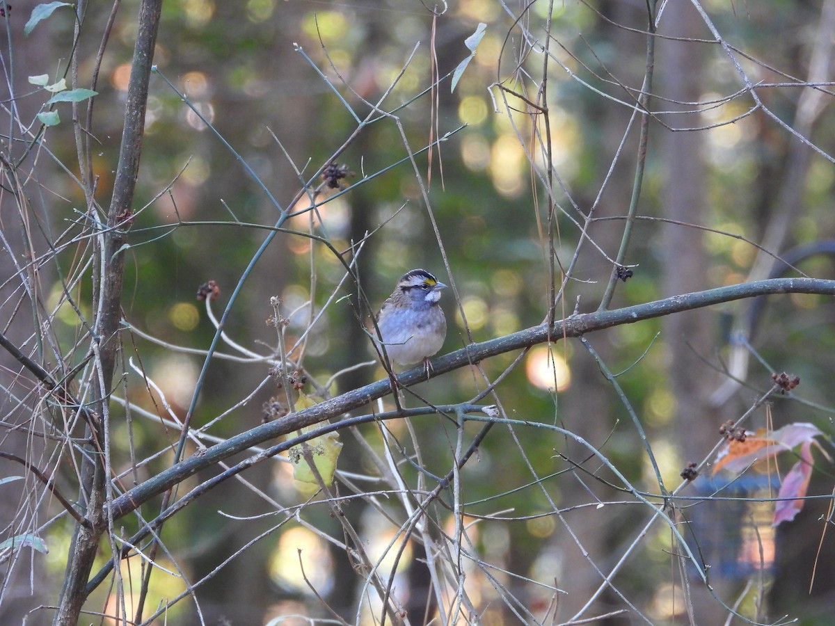 White-throated Sparrow - ML610864420