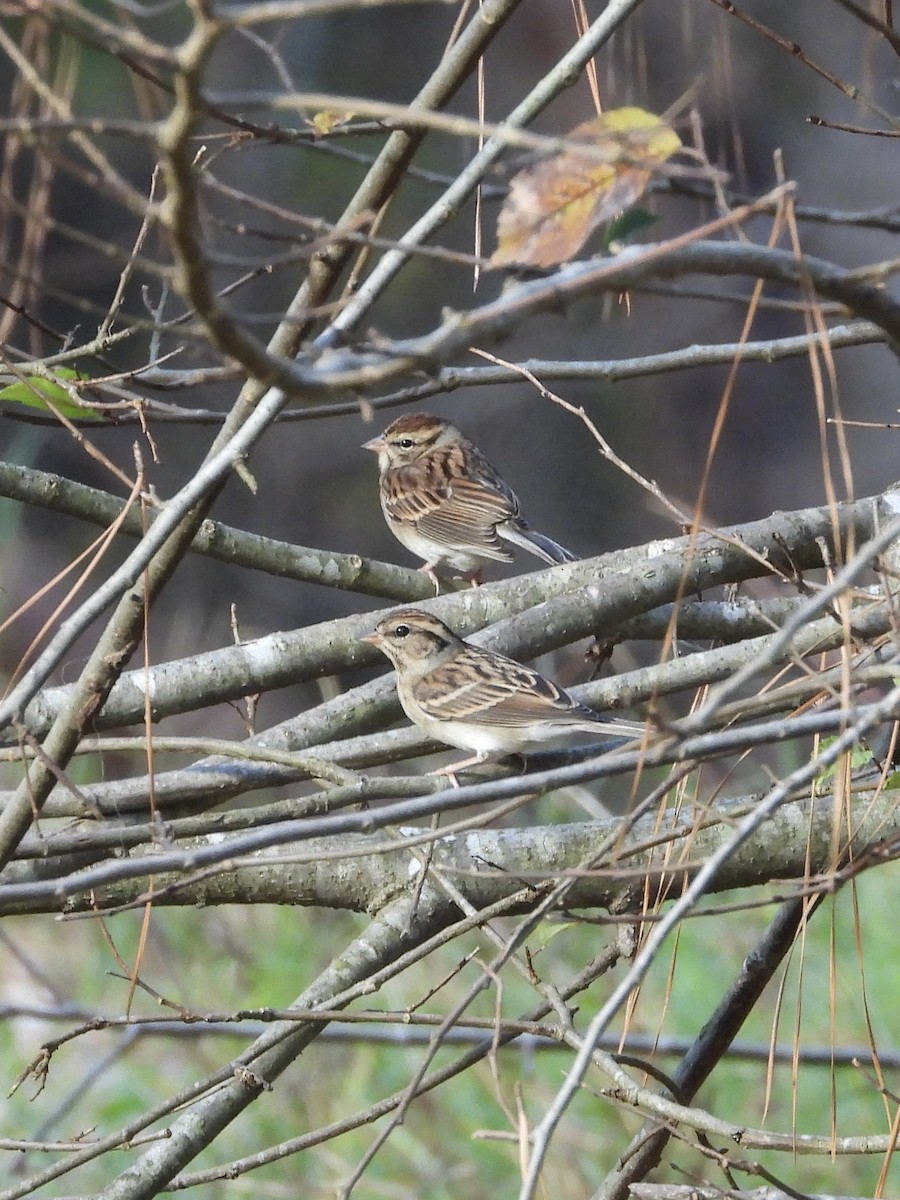 Chipping Sparrow - ML610864458