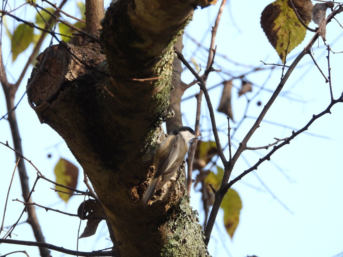 Carolina Chickadee - ML610864514