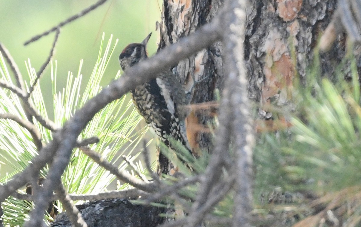 Yellow-bellied Sapsucker - Nancy Hetrick