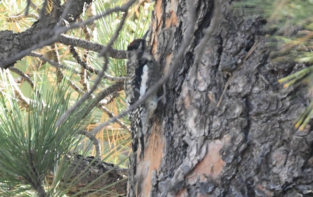 Yellow-bellied Sapsucker - Nancy Hetrick