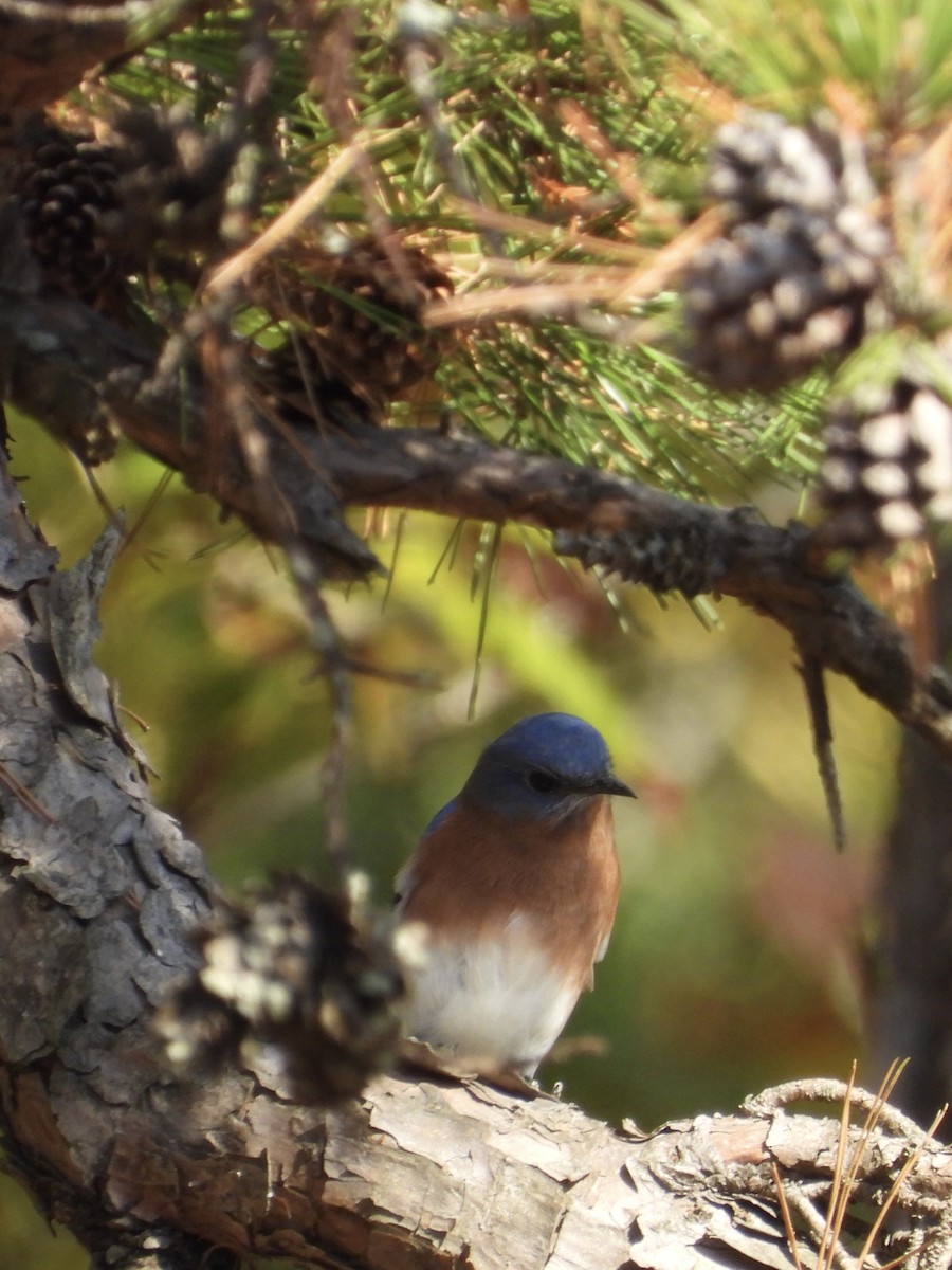 Eastern Bluebird - ML610864608