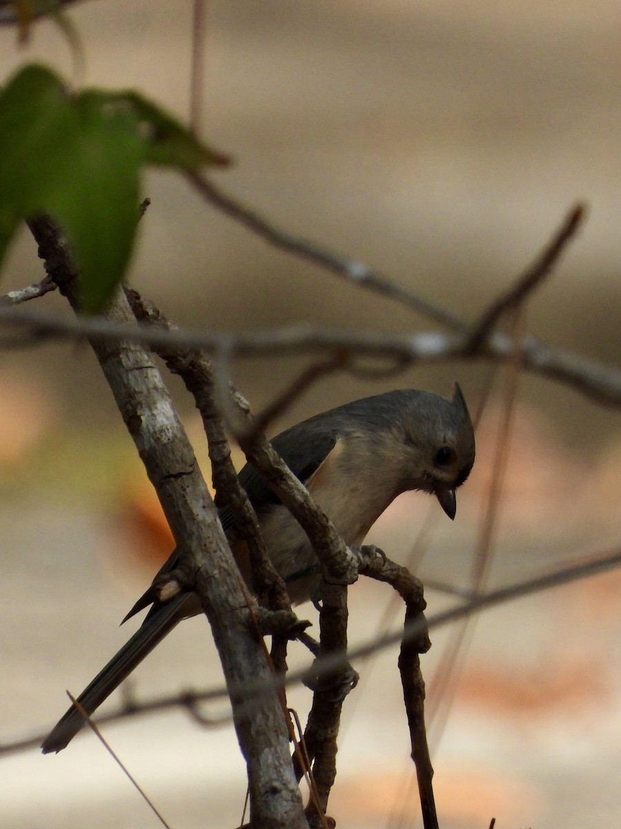 Tufted Titmouse - ML610864627