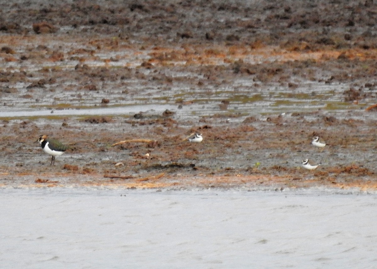 Common Ringed Plover - ML610864628