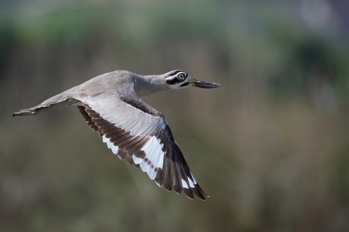 Great Thick-knee - ML610864630