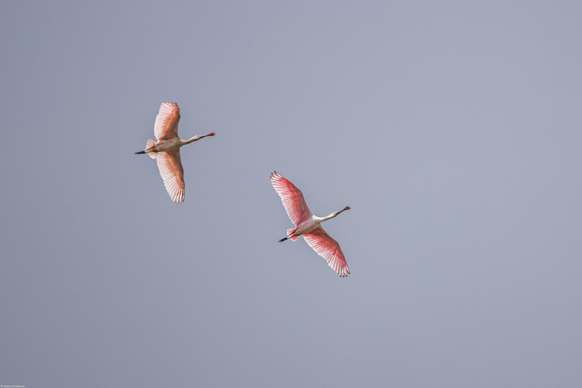 Roseate Spoonbill - ML610864663