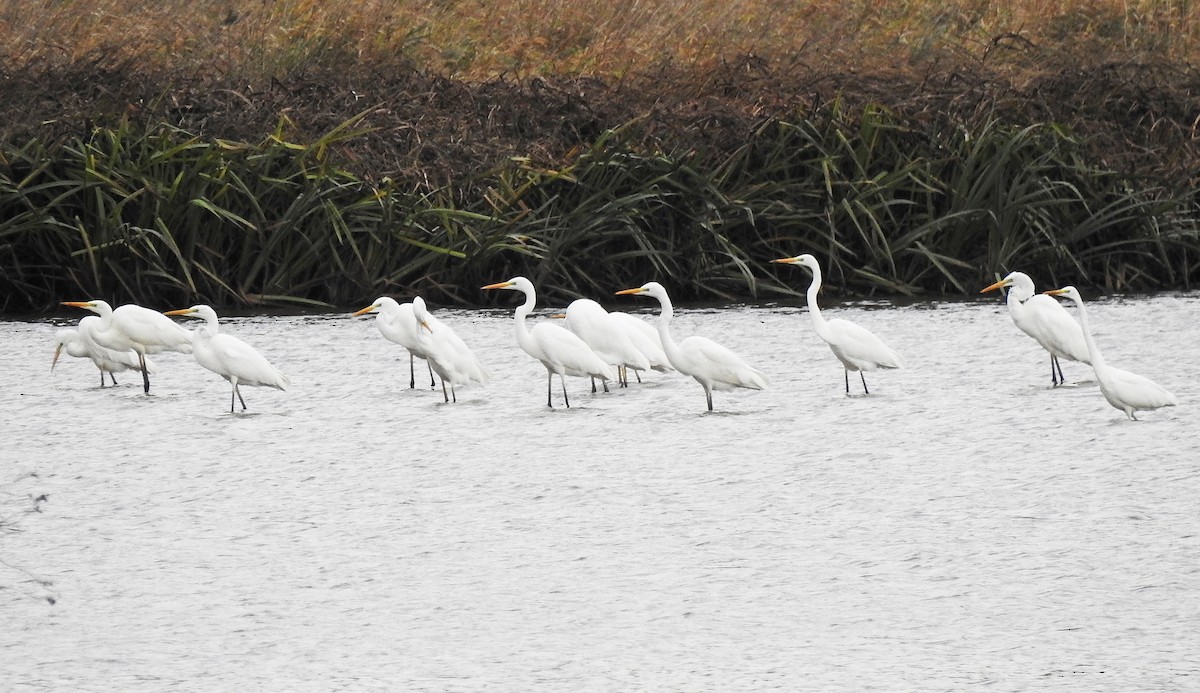 Great Egret - ML610864685