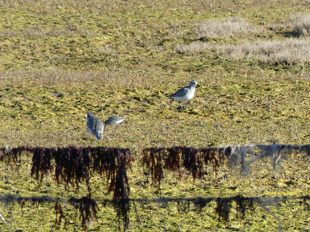 Black-bellied Plover - ML610864773