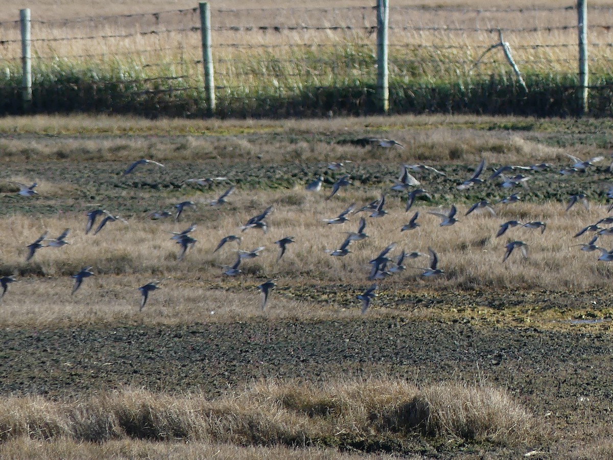 Black-bellied Plover - ML610864775