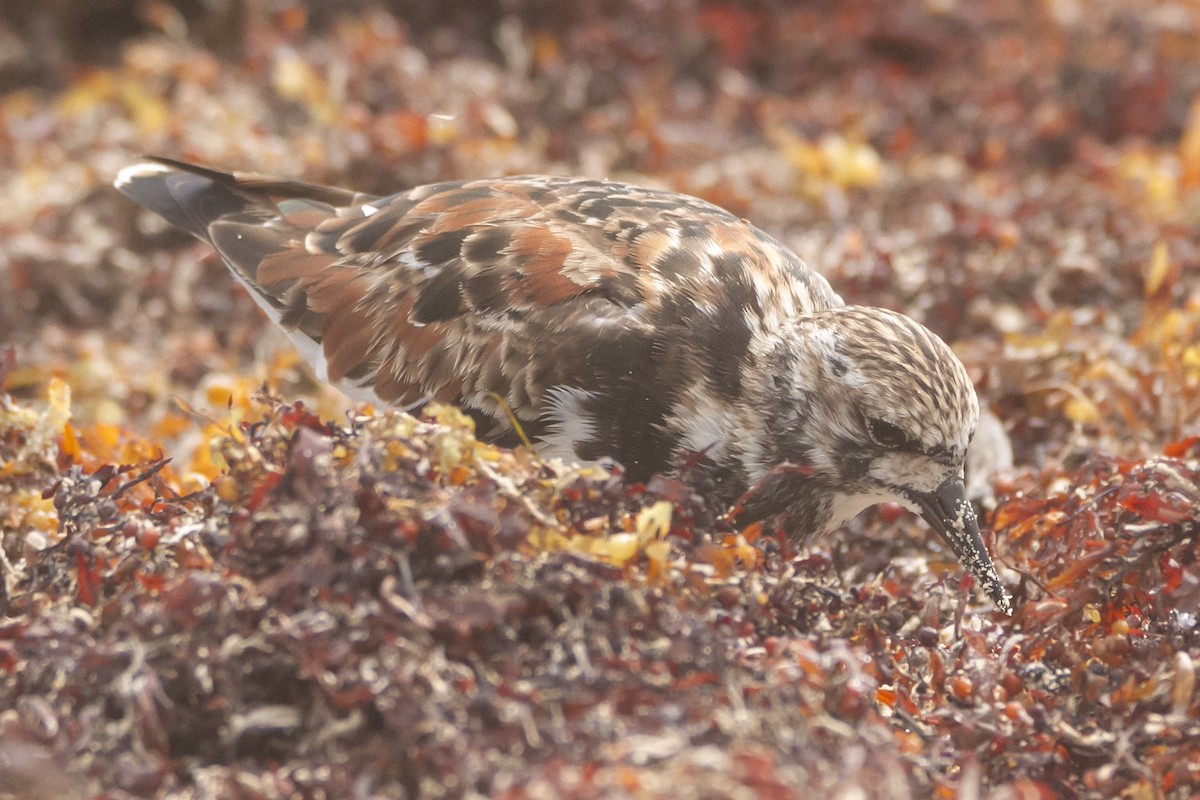 Ruddy Turnstone - ML610864804