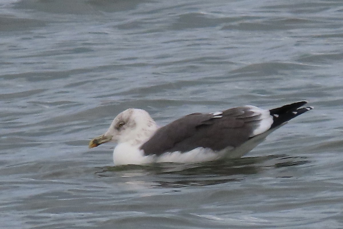 Lesser Black-backed Gull - ML610864954