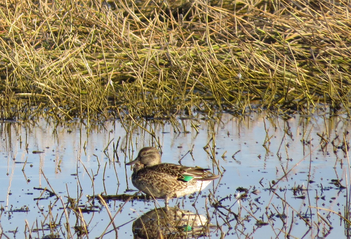 Green-winged Teal - ML610865007