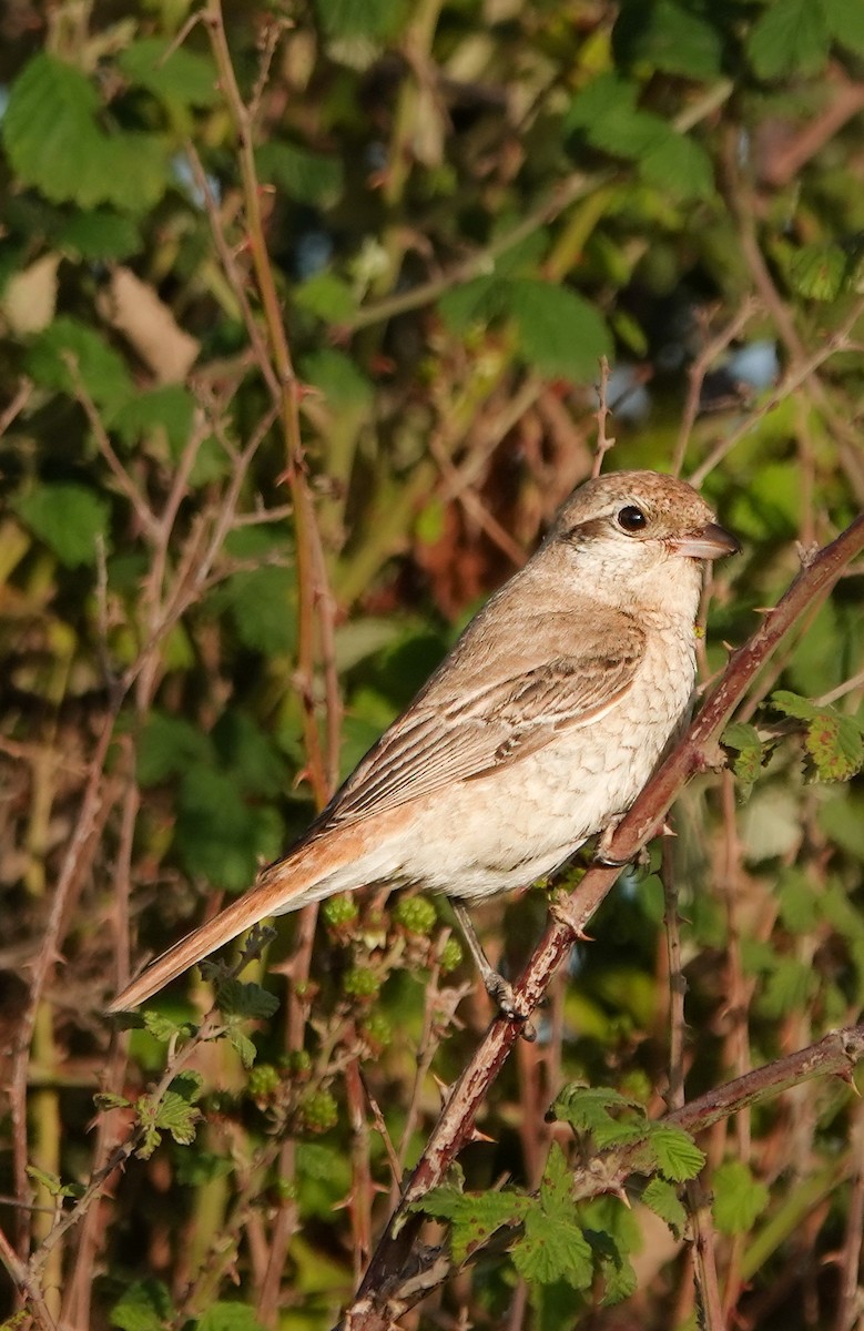 Isabelline Shrike - ML610865032