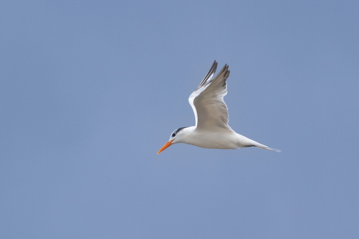 Royal Tern - Miriam Baril