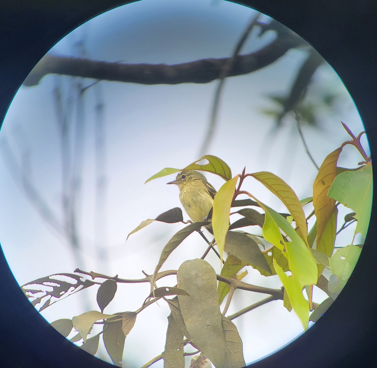 Restinga Tyrannulet - ML610865169