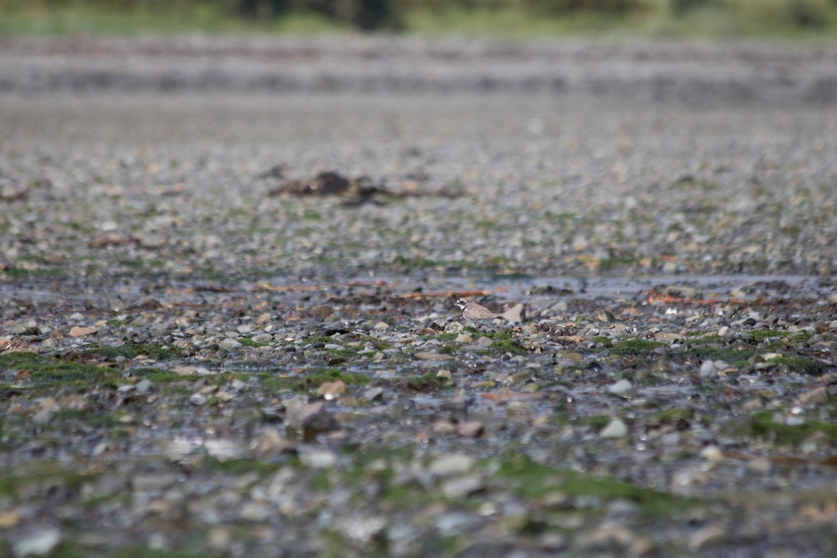 Common Ringed Plover - ML610865262