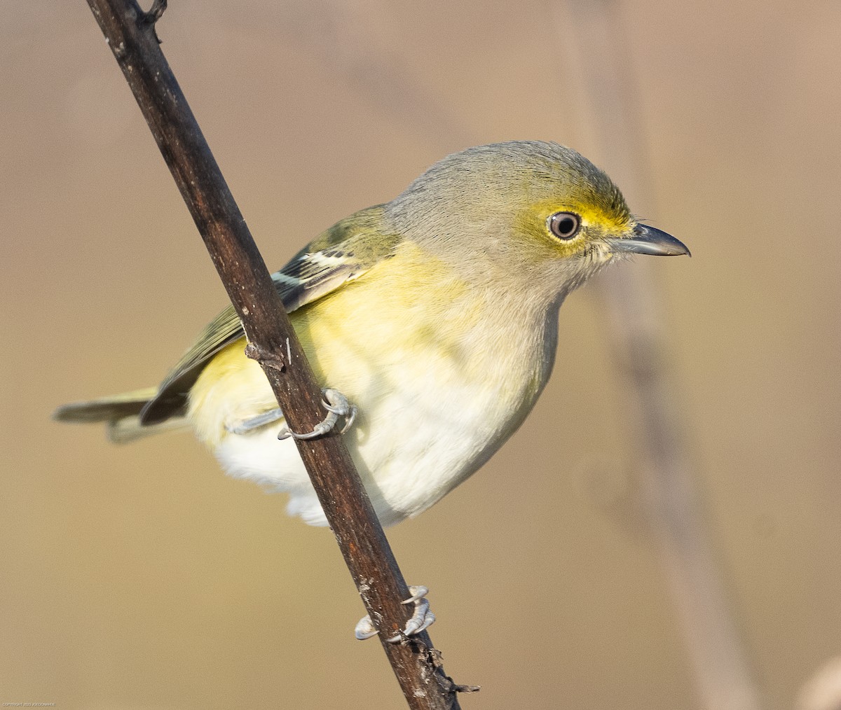 Viréo aux yeux blancs - ML610865267